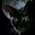 Brian Ipsen's profile image