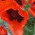 Kim Pelkin Entringer's profile image