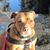 Dawn Hullings's profile image