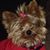 Candace Soper Howard's profile image