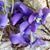 Nancy Sayre-Harris's profile image