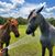 Melissa L Mathews's profile image
