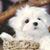 Lynne Thomas's profile image