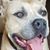 Steve-Lisa Digruccio-Pearson's profile image