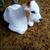 Leo Nel Jarquin's profile image