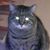 Gregg Fitton's profile image
