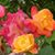 Lynda Bassett Johnson's profile image