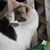 Patricia Archer Wiggins's profile image