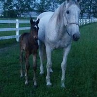 Donna Messick's profile image