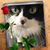 Shawna Kelly's profile image