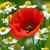 Ruth Bailey's profile image
