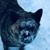 Lisa Chavez's profile image