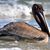 Sue Dawson's profile image