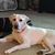 Craigar's Valley View Labradors's profile image