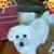Luigi Puteri's profile image
