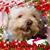 Patricia Monsees's profile image