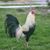 Gallero Ferral's profile image