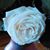 Carolyn Haines Clayton's profile image