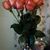 Mickey Haynes Kibler's profile image