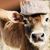 Troy Carpenter's profile image