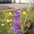 Darlene Sheffler's profile image