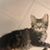 Kelli Beecher's profile image