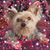 Wendy Buck Erichsen's profile image