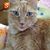 Sharon Armstrong's profile image