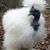 Roberta Collins's profile image