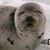 Lisa Scharin's profile image