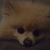Akamaru ImaAdorable Rodriguez's profile image