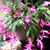 Pattie Lowell's profile image