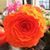 Andrea Laucks's profile image