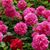 Carol Colquitt's profile image