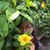 Tara Azizah's profile image