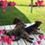 Kimm Lippincott Schick's profile image