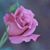 Paula Fleming's profile image
