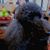 Ann Dreyfus's profile image
