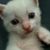 Anita Ehinger Gibson's profile image