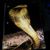 Sokol Schwerdt's profile image