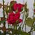 Rhonda Ridings's profile image