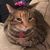 Amy Fosher's profile image