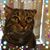 Diana Paez's profile image