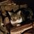 Karen Ingram Reynolds's profile image