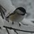 Cherie Morris's profile image