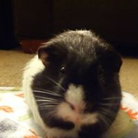Paula Robinson's profile image