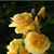 Jean Matlock Hopkins's profile image
