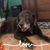 Stephanie Toland Goldun's profile image