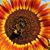 Tonya Burke-Flitton Inhofe's profile image