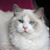 Vicki Townley Bean's profile image